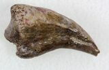Nice Dimetrodon Claw From Oklahoma #33594-1